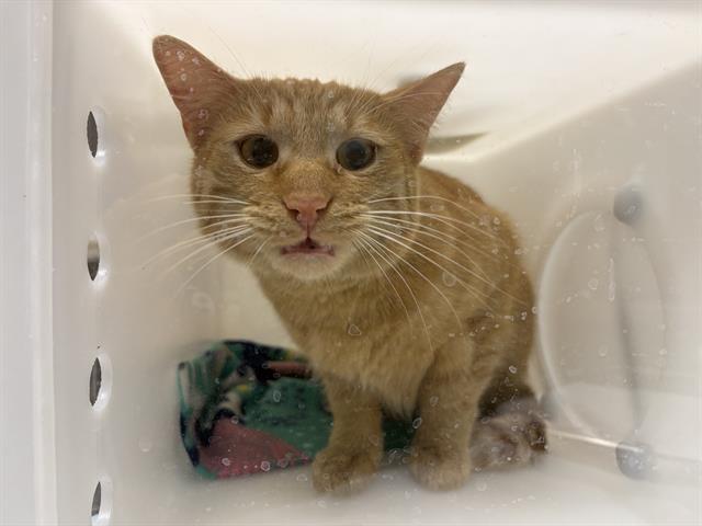 Shelter Stray Male Cat last seen Near BLOCK W HOWARD AVE, 3839 W Burnham St, West Milwaukee, WI 53215, USA