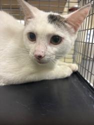 Shelter Stray Unknown Cat last seen , Sanford, FL 32773