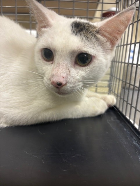 Shelter Stray Unknown Cat last seen , Sanford, FL 32773