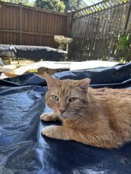 Lost Male Cat last seen Connecticut Ave and Appleton St, Washington, DC 20008