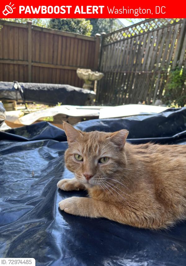Lost Male Cat last seen Connecticut Ave and Appleton St, Washington, DC 20008