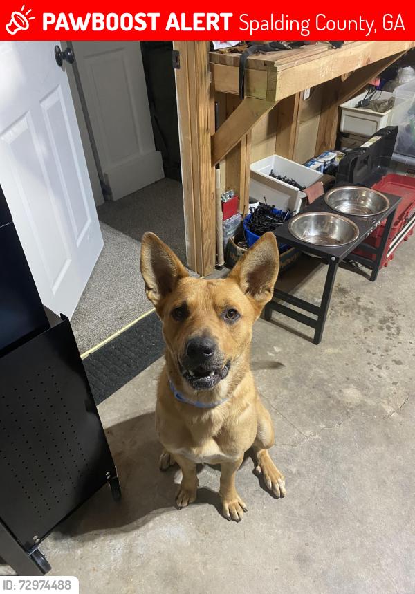 Lost Male Dog last seen Vineyard rd , Spalding County, GA 30223
