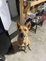 Lost Male Dog last seen Vineyard rd , Spalding County, GA 30223