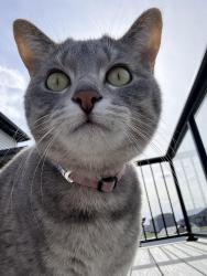 Reunited Female Cat last seen 66th Ave and 17th Steet, Fargo, ND 58104