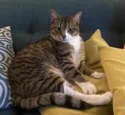 Lost Male Cat last seen Martha Street, Pittsburgh, PA 15206
