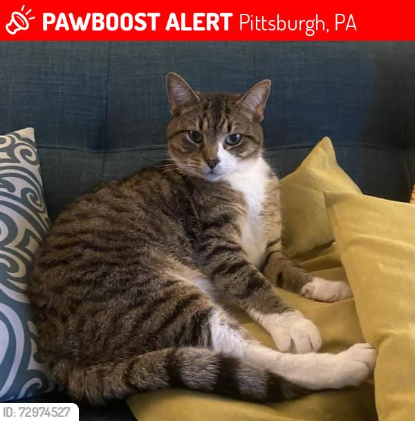 Lost Male Cat last seen Martha Street, Pittsburgh, PA 15206