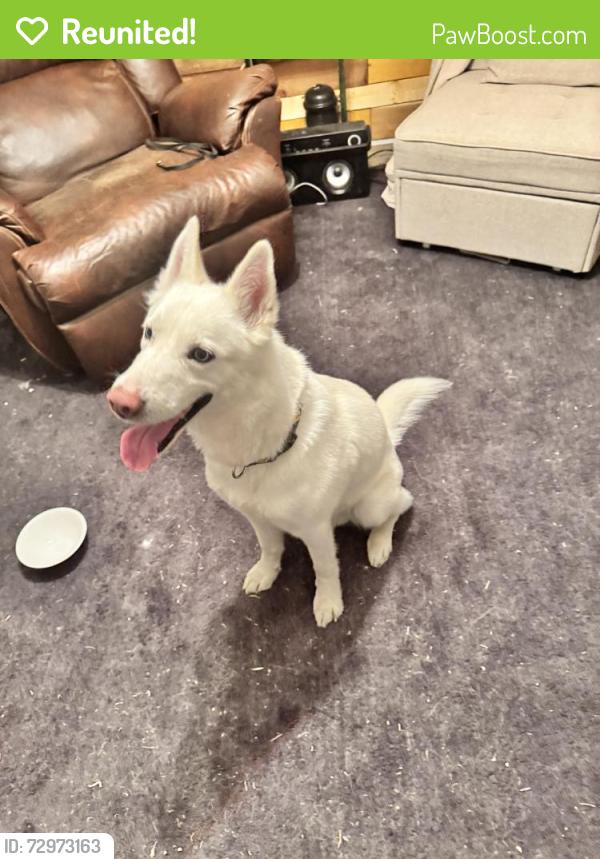 Reunited Male Dog last seen Washington and 78th, Thornton, CO 80229