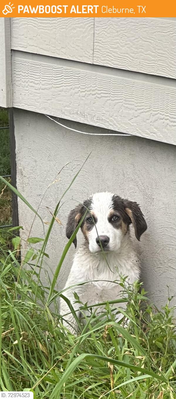 Found/Stray Female Dog last seen Malone Road, Cleburne, TX 76031