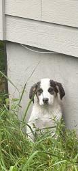 Found/Stray Female Dog last seen Malone Road, Cleburne, TX 76031