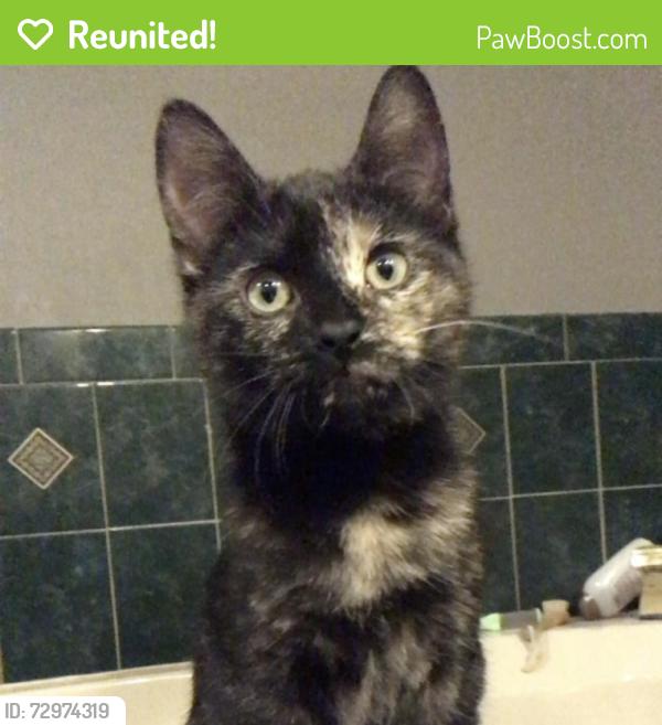 Reunited Female Cat last seen Vermont and Kinch, Urbana, IL 61802