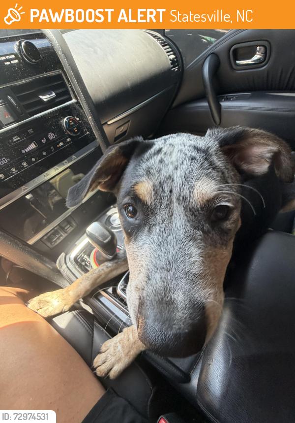 Found/Stray Male Dog last seen Near exit 49 , Statesville, NC 28625