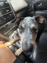 Found/Stray Male Dog last seen Near exit 49 , Statesville, NC 28625