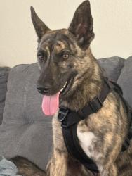 Reunited Female Dog last seen apmt complex and TN Hills, Bristol, TN 37620