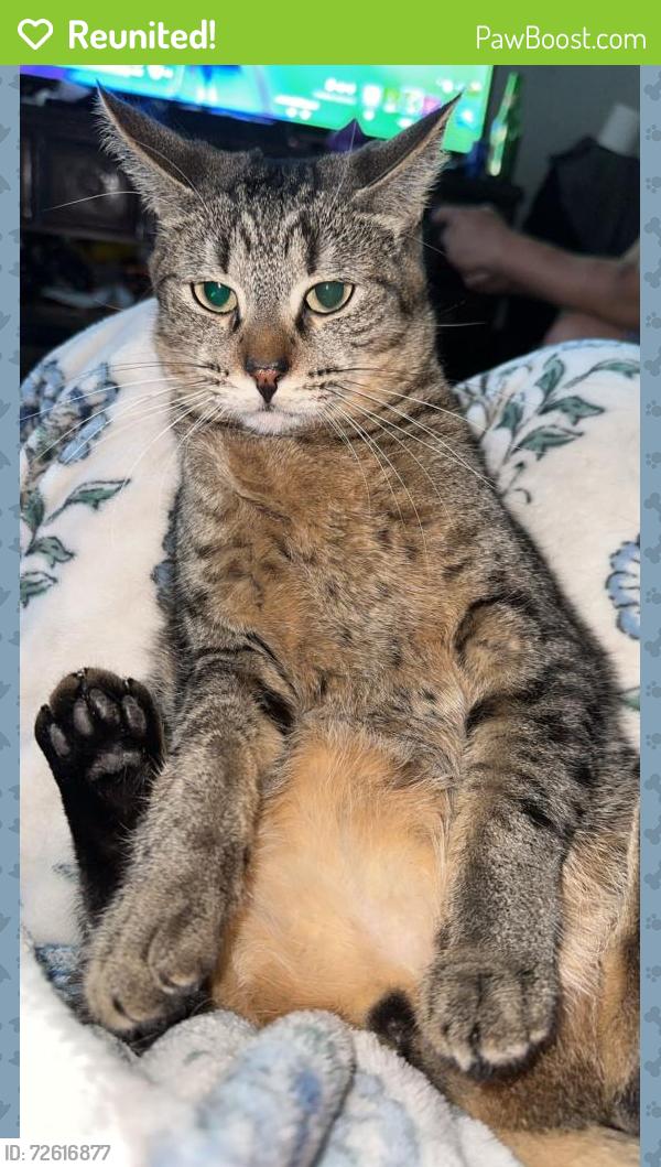 Reunited Male Cat last seen 62nd and Olive, Commerce City, CO 80022