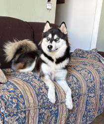 Reunited Female Dog last seen New Castle and Beckenham Drive, Kissimmee, FL 34758