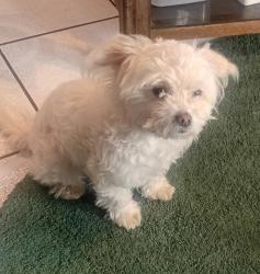 Reunited Female Dog last seen 12th st Collier CT Waukegan , Waukegan, IL 60064