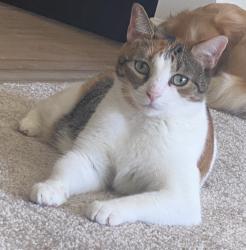 Reunited Female Cat last seen Near Juniper Ct , Franklin Township, NJ 08873