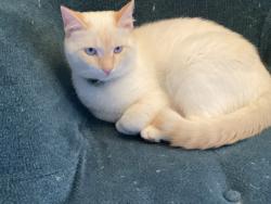 Reunited Female Cat last seen Last seen at home 11916 Burnside Pl, Knoxville. In Farragut Crossing neighborhood. , Knoxville, TN 37934
