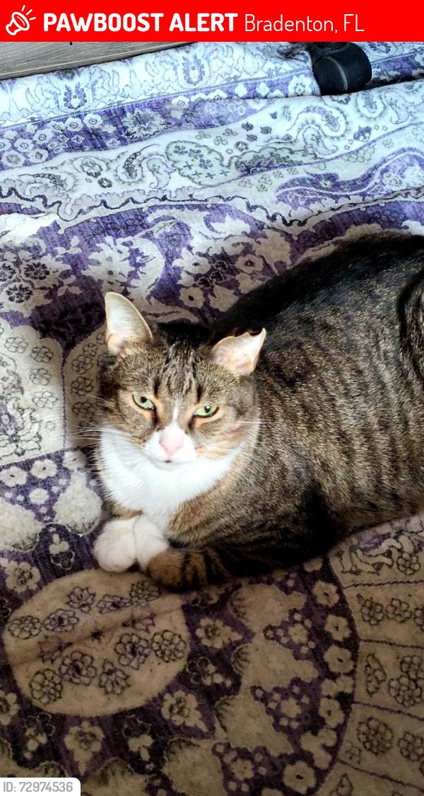 Lost Male Cat last seen 25th st West Bradenton FL , next to 26th st, Bradenton, FL 34207