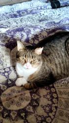 Lost Male Cat last seen 25th st West Bradenton FL , next to 26th st, Bradenton, FL 34207