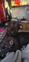 Reunited Male Dog last seen Haster and lampson , Garden Grove, CA 92840