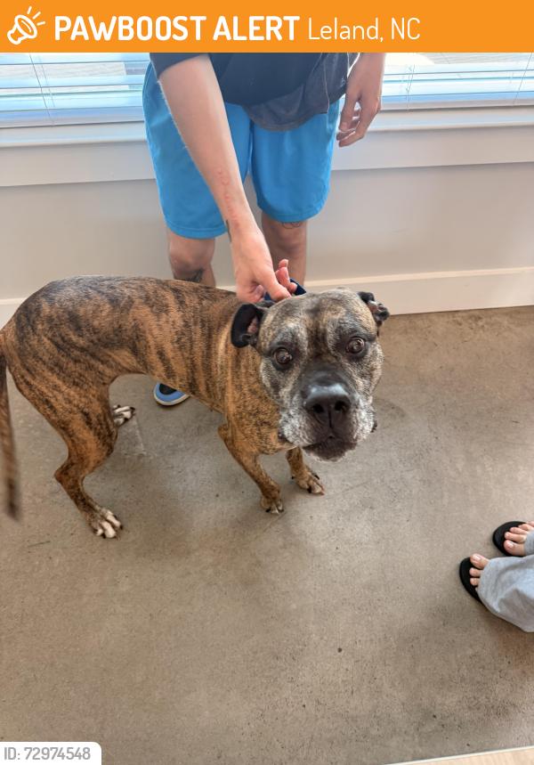 Found/Stray Female Dog last seen Comet Westgate apmts, Leland, NC 28451