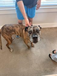 Found/Stray Female Dog last seen Comet Westgate apmts, Leland, NC 28451