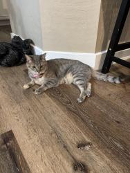 Lost Female Cat last seen Valley Chase/Riverlawn, Las Vegas, NV 89138
