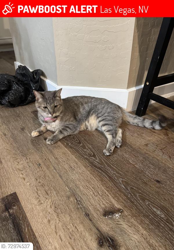 Lost Female Cat last seen Valley Chase/Riverlawn, Las Vegas, NV 89138