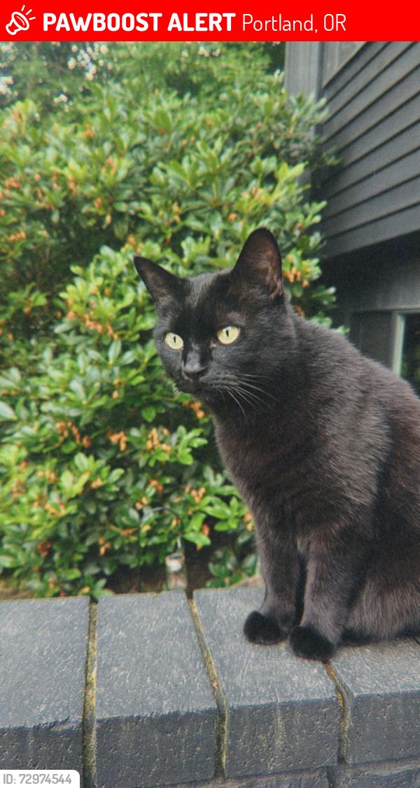 Lost Female Cat last seen Near SW 38th Ave , Portland, OR 97219