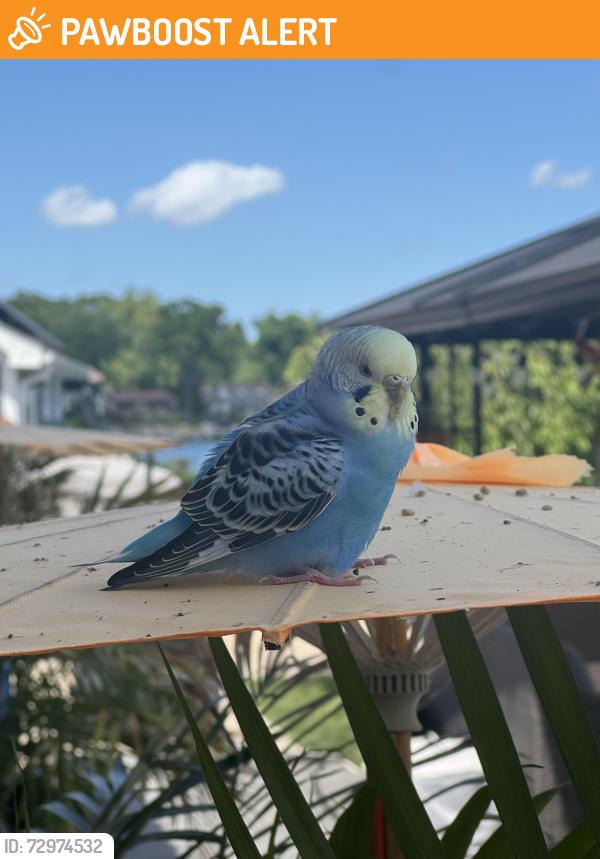 Found/Stray Unknown Bird last seen Eason Road and Pontiac Lake Road, Waterford Township, MI 48328