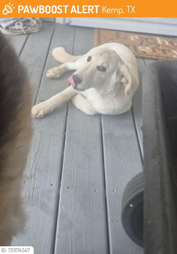 Rehomed Male Dog last seen Lively Store, Kemp, TX 75143