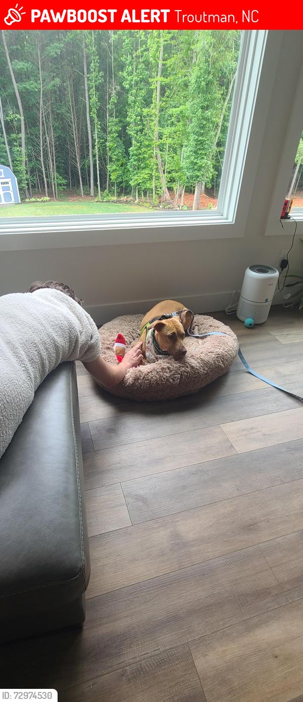 Lost Female Dog last seen Autumn leaf rd, Troutman, NC 28166