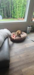 Lost Female Dog last seen Autumn leaf rd, Troutman, NC 28166