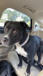 Found/Stray Female Dog last seen Pasco county animal services, Port Richey, FL 34668