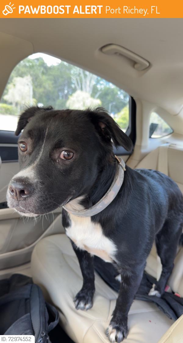 Found/Stray Female Dog last seen Pasco county animal services, Port Richey, FL 34668
