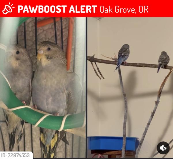 Lost Unknown Bird last seen Elementary oak grove, Oak Grove, OR 97267