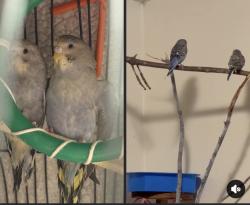 Lost Unknown Bird last seen Elementary oak grove, Oak Grove, OR 97267
