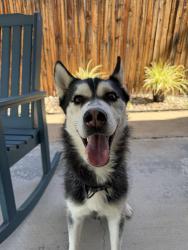 Reunited Male Dog last seen 28th and Krameria, Denver, CO 80207