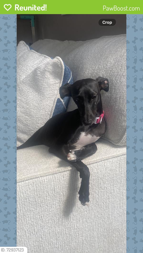 Reunited Female Dog last seen Crosspoint drive and daystar drive, Buckingham Township, PA 18902