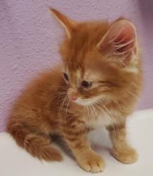 Shelter Stray Male Cat last seen Near Homer Cir, CITY of El Paso, TX, 5001 Fred Wilson Ave, El Paso, TX 79906, USA
