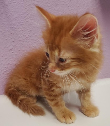 Shelter Stray Male Cat last seen Near Homer Cir, CITY of El Paso, TX, 5001 Fred Wilson Ave, El Paso, TX 79906, USA