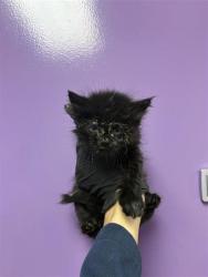 Shelter Stray Female Cat last seen El Paso, TX 79915, Fort Bliss, TX 79906