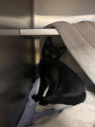 Shelter Stray Male Cat last seen Madison, WI , Madison, WI 53718