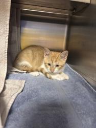 Shelter Stray Female Cat last seen Madison, WI , Madison, WI 53718