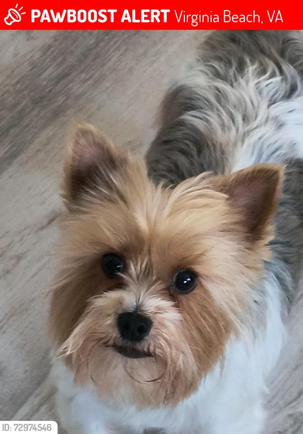 Lost Male Dog last seen Edwin Drive and Providence Road, Virginia Beach, VA 23464