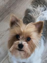 Lost Male Dog last seen Edwin Drive and Providence Road, Virginia Beach, VA 23464