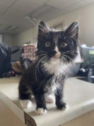 Shelter Stray Female Cat last seen Near Anza Way, Rancho Cordova, CA, Sacramento, CA 95828