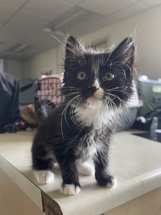 Shelter Stray Female Cat last seen Near Anza Way, Rancho Cordova, CA, Sacramento, CA 95828