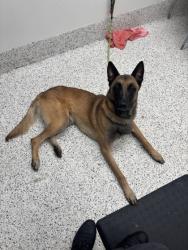 Shelter Stray Male Dog last seen Atlanta, GA 30318, Atlanta, GA 30336